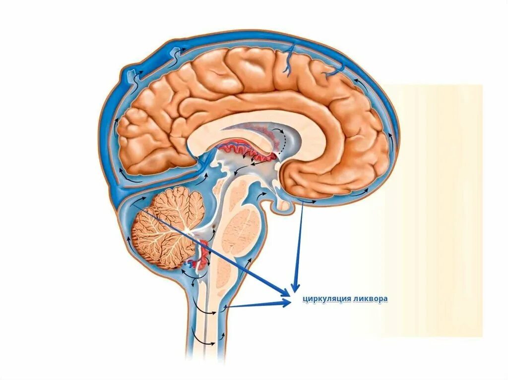 Внутричерепное давление головного мозга. Циркуляция ликвора в головном мозге. Внутричерепная гипертензия ликвор. Ликворные пространства головного и спинного мозга. Отток спинномозговой жидкости.