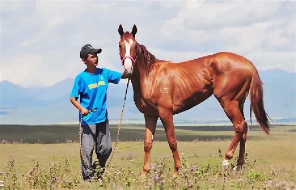 Сексуалды қазақ