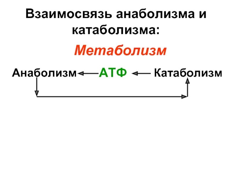 Атф анаболизма. Взаимосвязь анаболизма и катаболизма схема. Взаимосвязь анаболизма и катаболизма. Метаболизм схема анаболизм и катаболизм. Взаимосвязь процессов катаболизма и анаболизма..