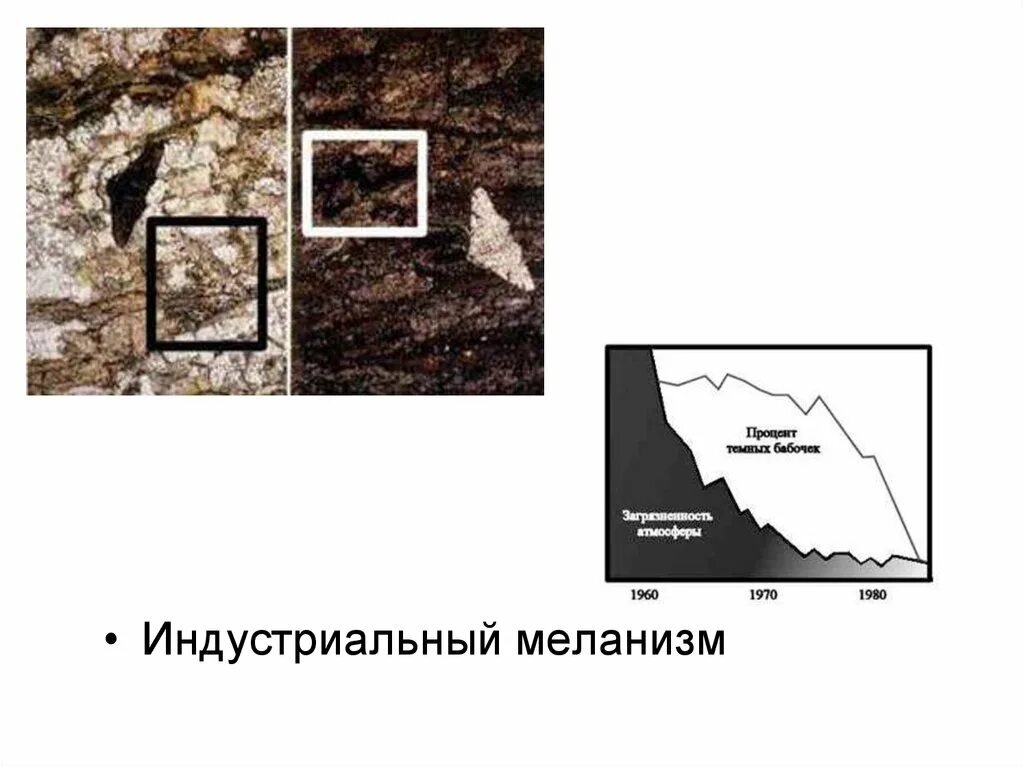 Появление индустриального меланизма у бабочек. Березовая Пяденица Индустриальный меланизм. Индустриальный меланизм вид отбора. Индустриальный миларест. Промышленный меланизм.