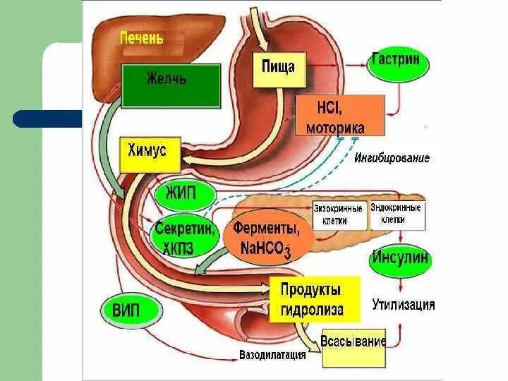 Расщепление белков в 12 перстной кишки. Расщепление веществ в тонком кишечнике. Процесс расщепления жиров в кишках. 12 Перстная кишка расщепление.