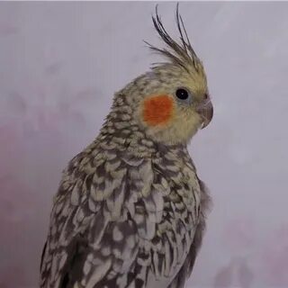 Жемчужная корелла