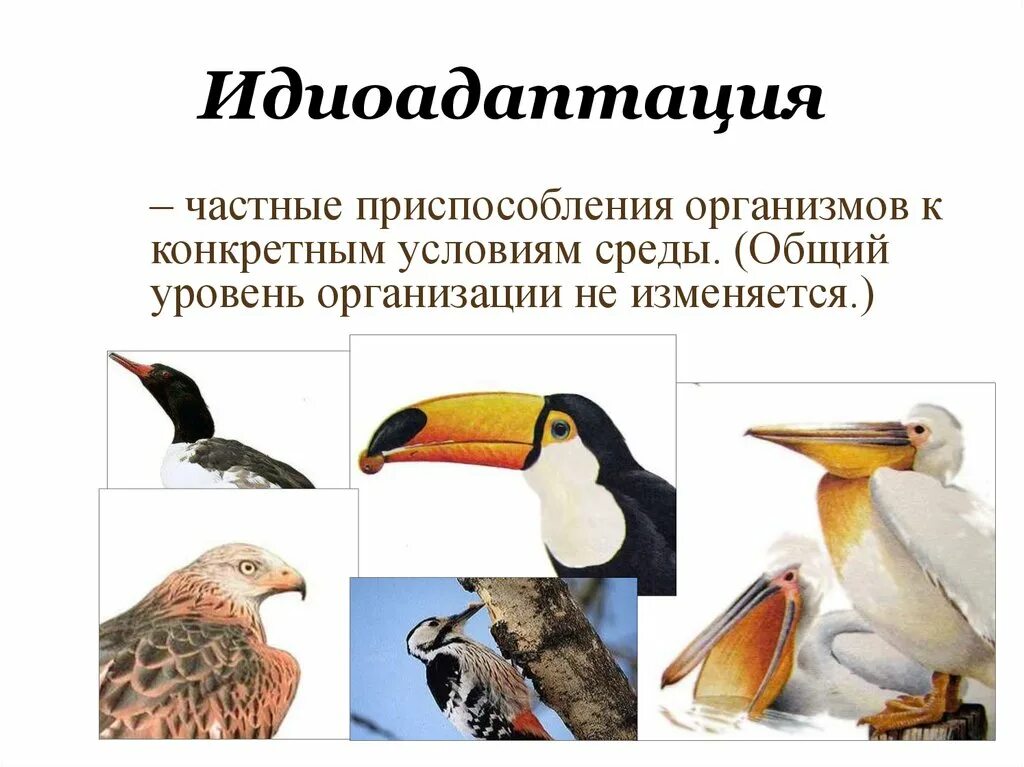 Идиоадаптация это в биологии 9 класс. Идиоадаптация примеры. Идиоадаптация у животных. Идиоадаптация у животных птиц. Эволюционные изменения птиц