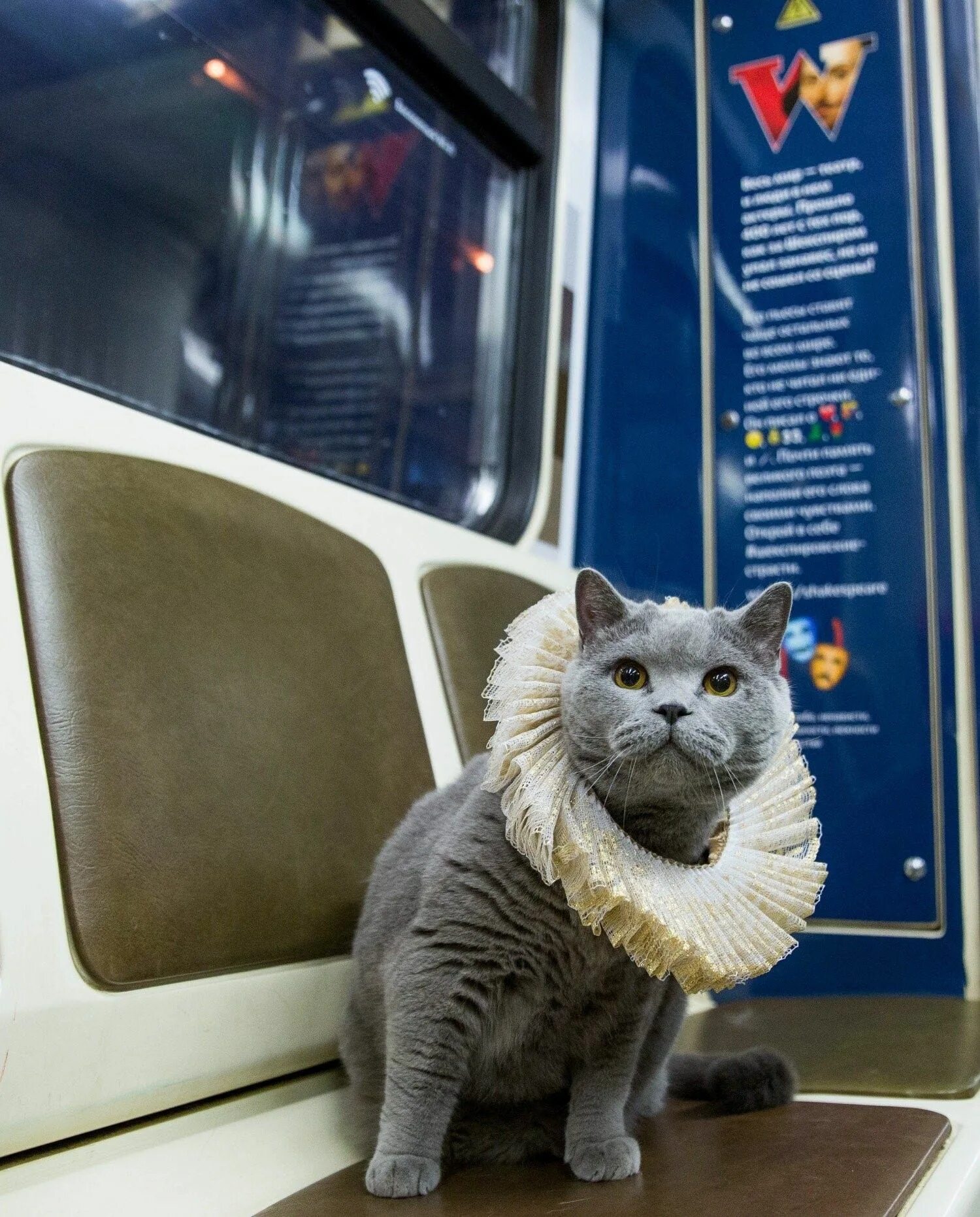 Кот железная дорога. Кот в метро. Кот едет в метро. Кошка в поезде. Кот в электричке.