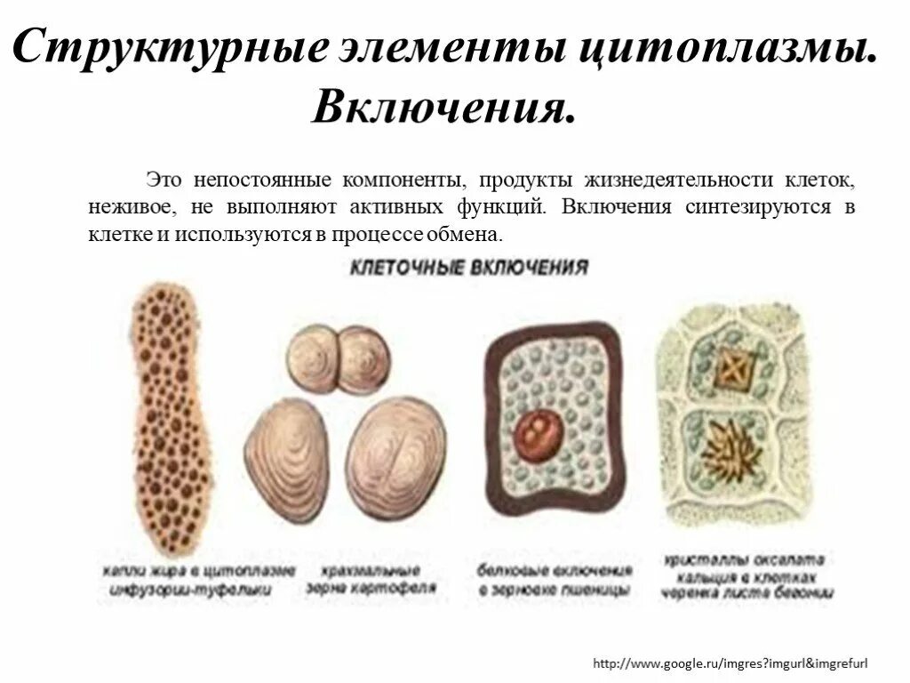 Включения клетки строение и функции. Включения растительной клетки функции. Клеточные включения функции. Строение включений цитоплазмы. Каково значение цитоплазмы структуры в жизнедеятельности клетки