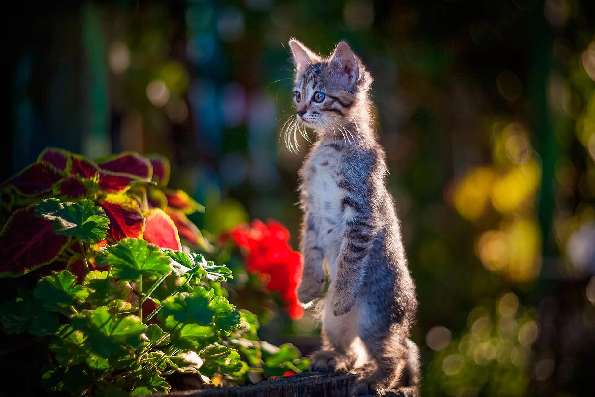 Любопытный котенок. Кошка в цветах. Кошка на природе. Котёнок с цветком. Picture me cats