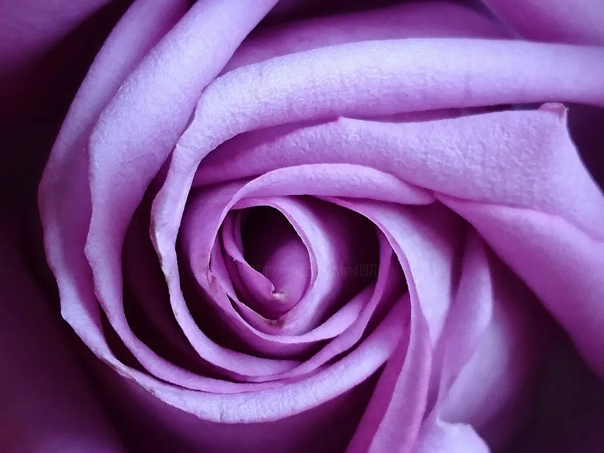 Лоджик лиловый бархат. Цифра 18 красивая. Идеи для фиолетовой комнаты. Фиолетово 18. Остеоспермум парпл.