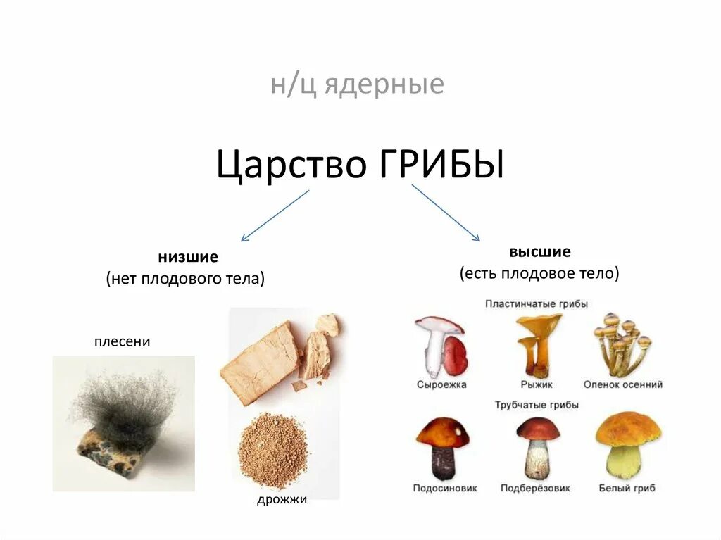 Название низших грибов. Царство грибы классификация. Представители царства грибы. Характеристика представителей царства грибов. Царство грибов классификация 3 класс.