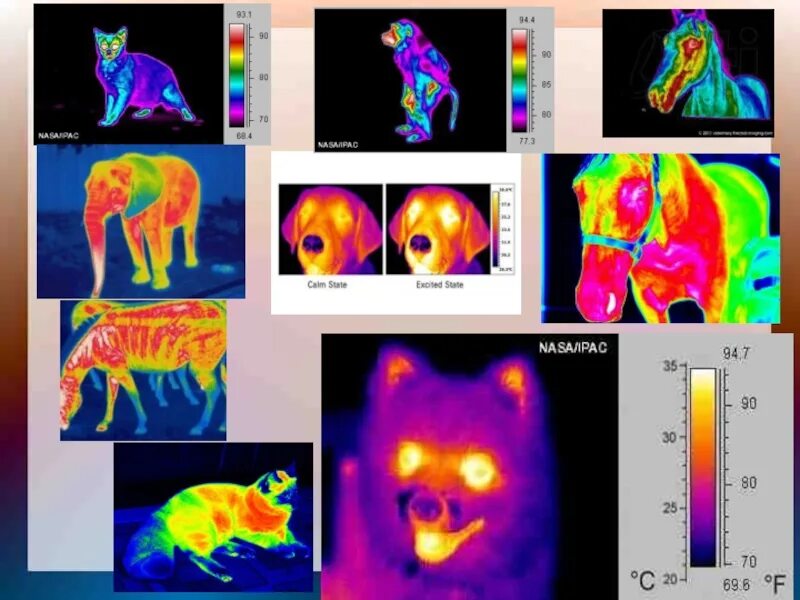 Инфракрасное излучение термография. ГЛОБАР инфракрасное излучение. Инфракрасное излучение тепловизор. Тепловизор у животных. Тепловизор цвета