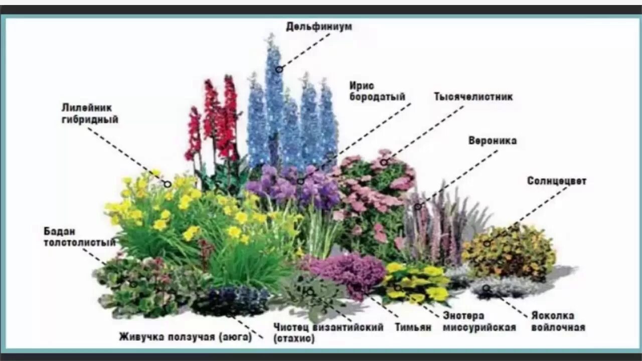 Схема цветника миксбордера. Клумба непрерывного цветения с дельфиниумом. Клумба миксбордер из многолетников. Миксбордер непрерывного цветения многолетников схема. Клумба из многолетников для начинающих непрерывного цветения