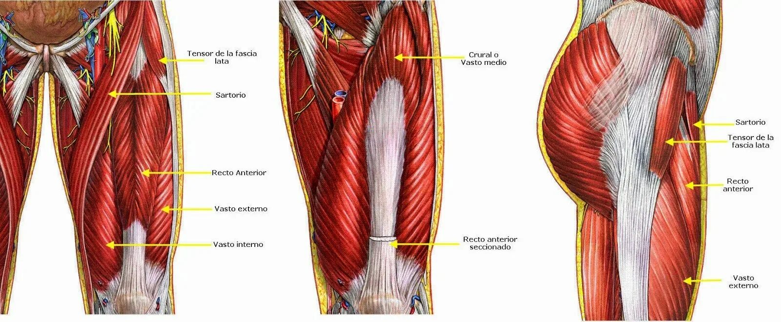 Собственная фасция бедра. Напрягатель широкой фасции бедра. Фасции бедра анатомия. Напрягатель широкой фасции бедра анатомия. Широкая фасция бедра анатомия.