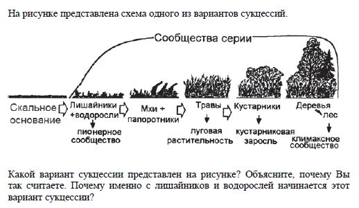 Первичная сукцессия схема. Этапы экологической сукцессии. Сукцессия ЕГЭ биология. Вторичная сукцессия схема.