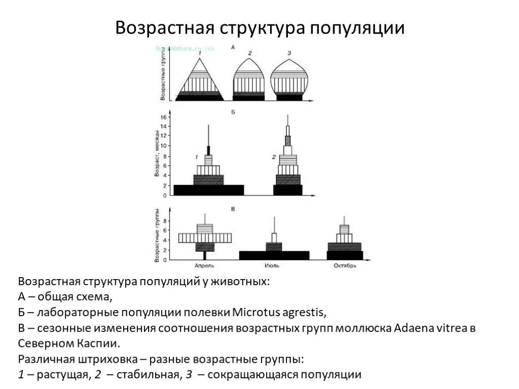 Возрастная структура популяции структура. Возрастная структура популяции по Одуму. Возрастная структура популяции схема. Возрастная структура популяции животных.