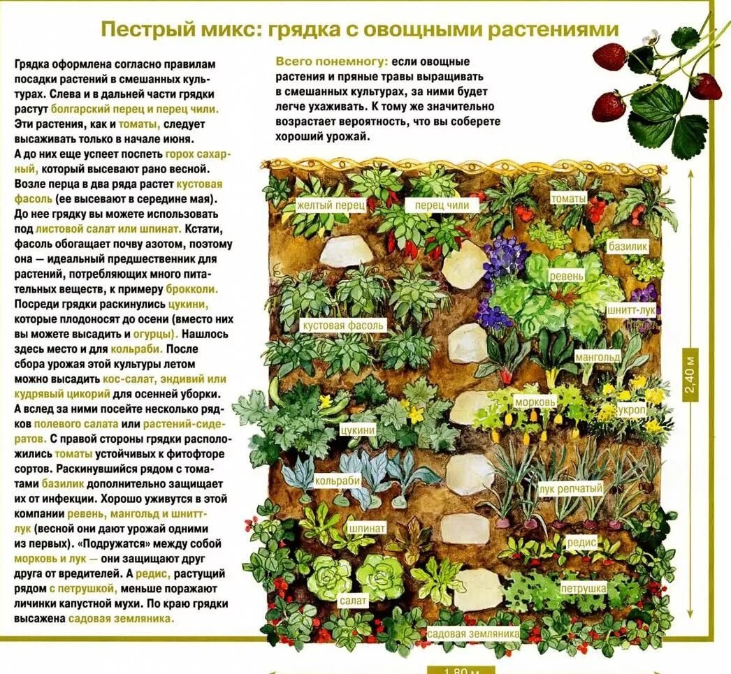 Огородные растения названия. Соседство овощей и зелени на грядках таблица. Схема посадки овощей на огороде совместимость. Совместная посадка овощей на одной грядке таблица. Соседство овощей на грядках таблица совместимости растений.