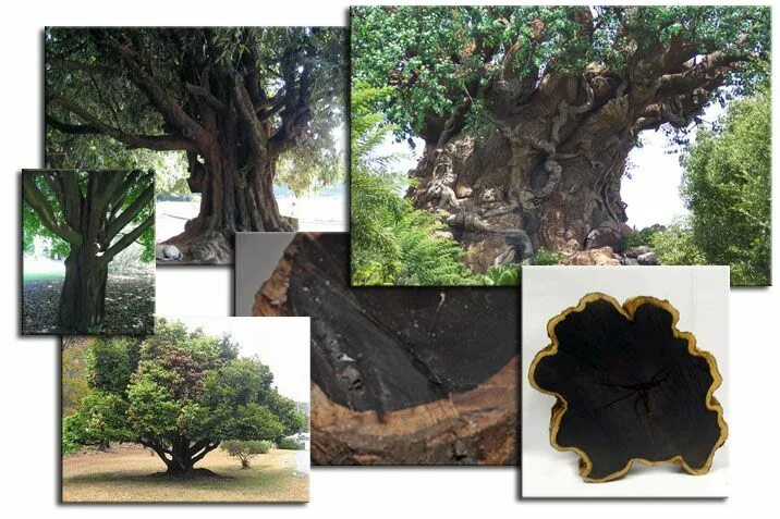 Ebony Tree Darkness Black ebony, Ebony, Ebony wood