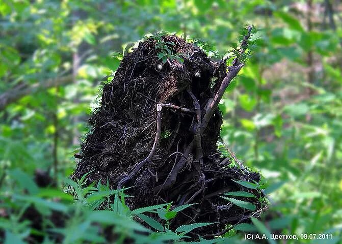 Леший в лесу. Леший дух леса. Леший кикимора водяной. Арбековский лес леший. Леший в деле на дзене.