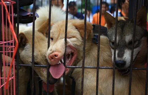 Когда можно будет продать dogs