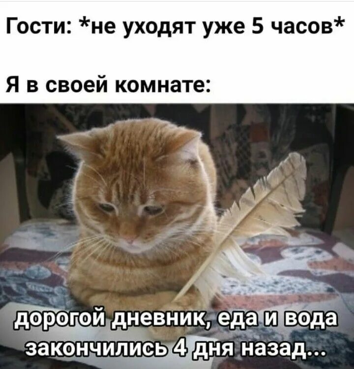Пришел покормить кота а тут клининг