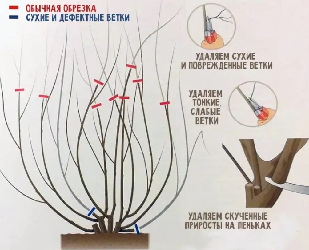 Можно ли обрезать сухие. Санитарная обрезка схема. Схема санитарной обрезки деревьев. Санитарной обрезки деревьев и кустарников. Обрезка древесных растений.