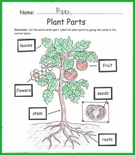 Roots roots fruit