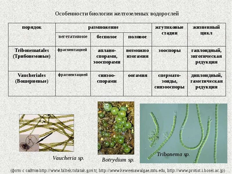 Жизненный цикл желто зеленых водорослей. Жгутиковые стадии водорослей. Жгутиковые стадии зеленых водорослей. Цикл размножения зеленых водорослей.