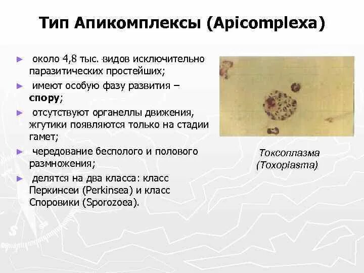 Среда обитания споровиков. Споровики подцарство. Споровики паразиты. Особенности организации споровиков. Среда обитания споровиков.