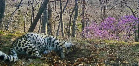 Краснокнижные животные приморского края