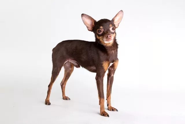 пражский крысарик лысый. собаки породы русский той терьер. пражский крысарик ратлик. карликовый той терьер черный. русский той терьер гладкошерстный.