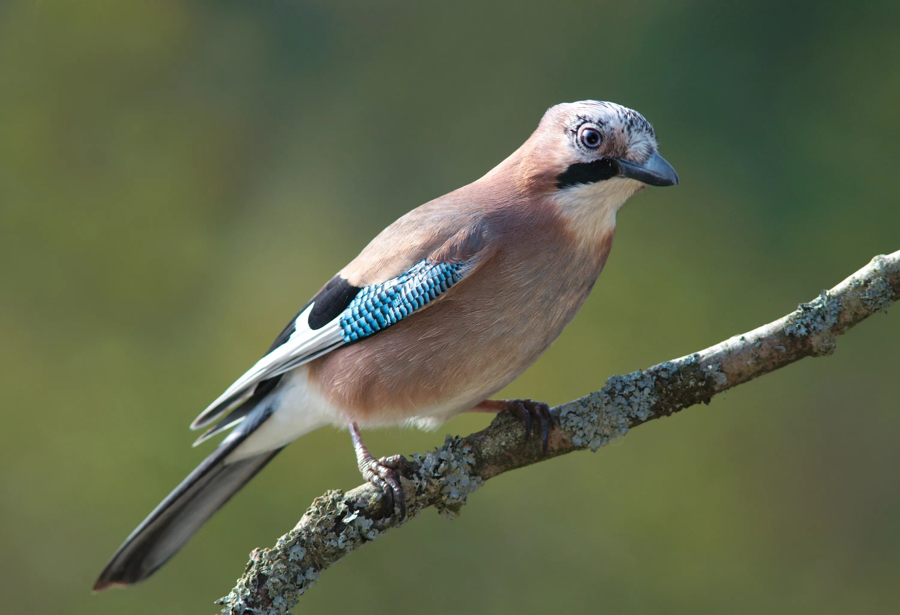 Обыкновенный гибрид. Сойка garrulus glandarius. Сойка обыкновенная. Монгольская Сойка Podoces hendersoni. Сойка серая.