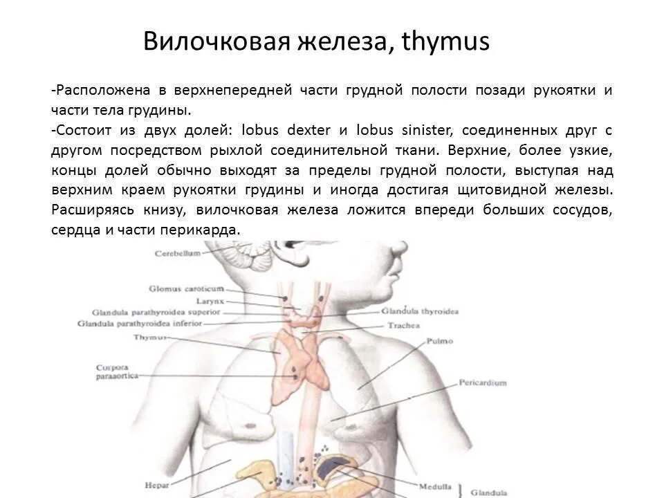 Узи вилочковой железы у детей методика исследования. Вилочковая железа размеры у детей. Вилочковая железа увеличена у ребенка. Патология вилочковой железы у детей. Увеличенная вилочковая железа 2 степени у грудничка.