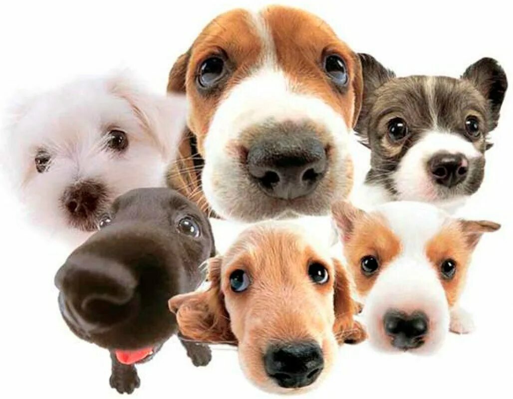 Собака держит мягкую игрушку. Собака бежит по дороге. The dog is animal. Only dogs. Собака лежит.