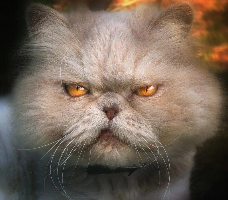 Бедная кошка. Кот очень плохо ест. Забавные котики фото. Еда для кошек сухой корм. Кошки с избыточным весом.