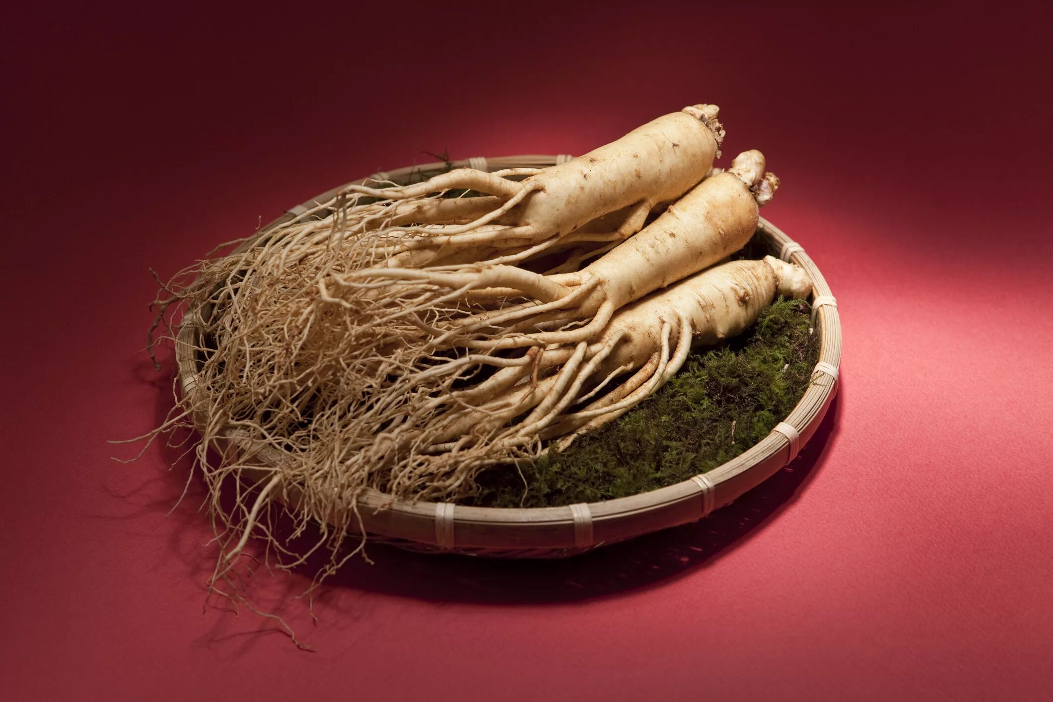 Польза женьшеня для мужчин. Panax Ginseng растение. Корень красного женьшеня. Panax Ginseng женьшень. Panax Ginseng root extract.