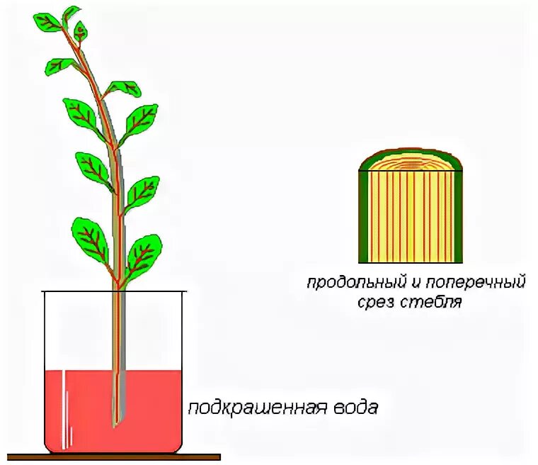 Движение воды и Минеральных веществ по стеблю. Передвижение воды и Минеральных веществ в стебле. Передвижение Минеральных веществ по стеблю. Опыт по биологии стебель. Какой слой стебля окрасился в подкрашенной воде