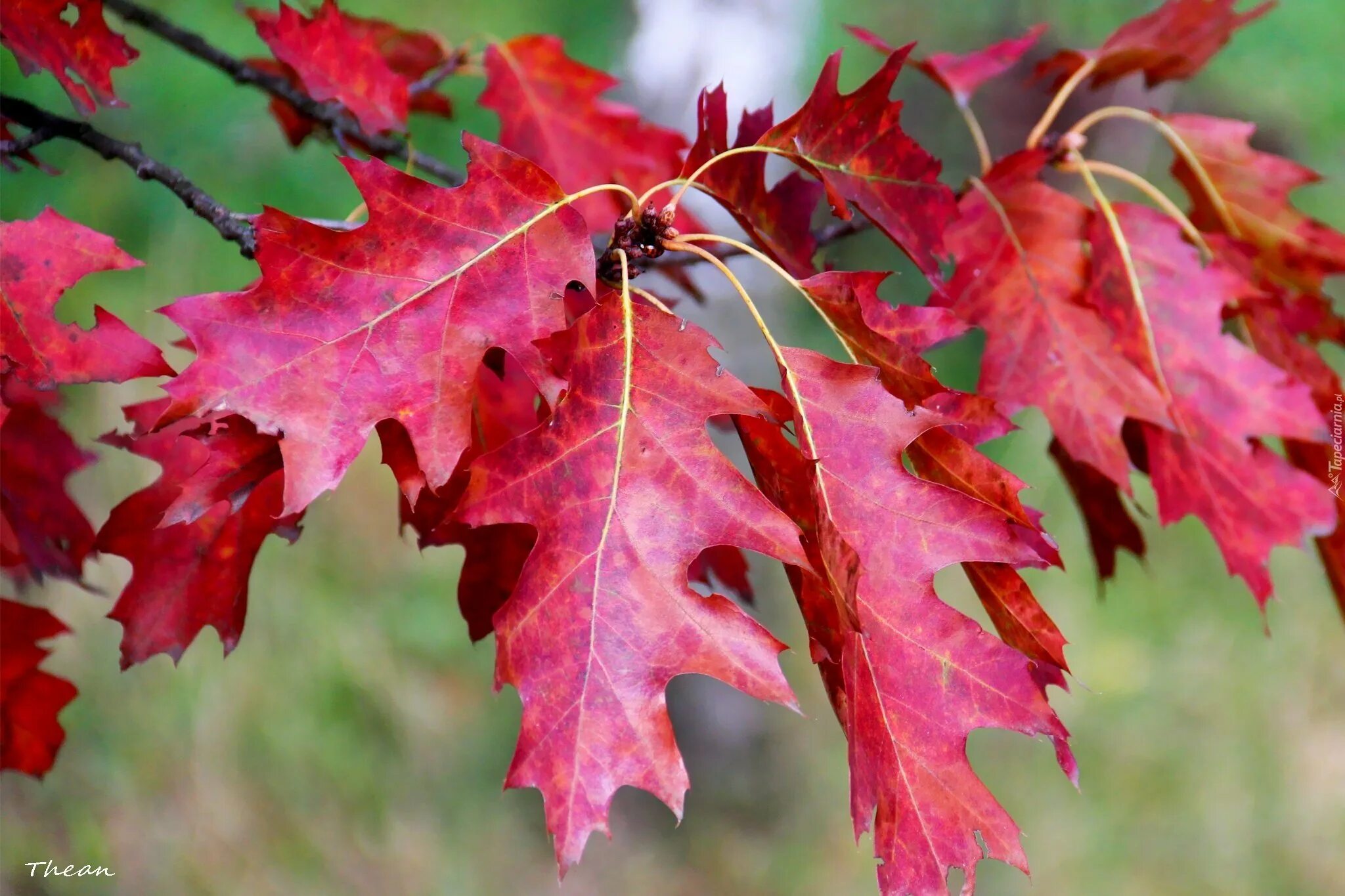 Дуб красный, Северный Quercus rubra. Дуб красный Quercus rubra. Дуб канадский краснолистный. Дуб красный (канадский, остролистный). Красно черешчатый дуб
