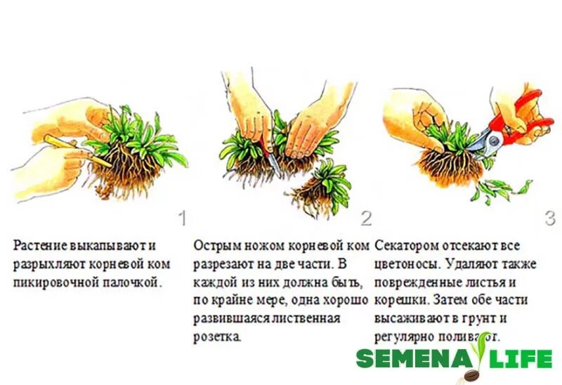 Гвоздика черенкование. Размножение гвоздики черенкованием. Размножение турецкой гвоздики черенками. Вегетативное размножение делением куста. Вегетативное размножение растений делением куста.