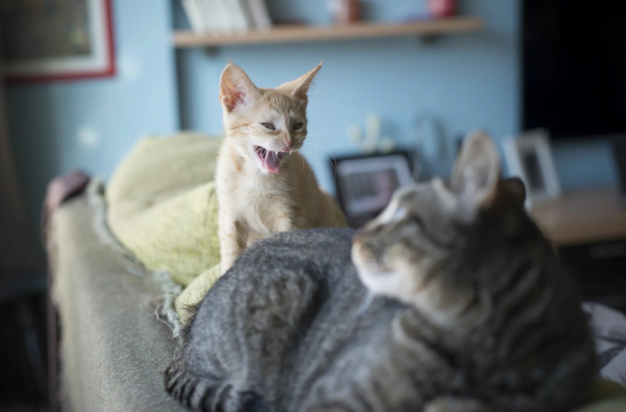 Кошечек быстро. Кошка шипит на котенка. Коты конкуренты. Агрессивный кот. Кошка успокаивает.