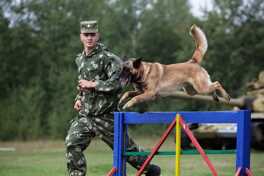 Кинологи цена обучения. Военно Кинологический питомник красная звезда. Питомник служебного собаководства красная звезда. Школа военного собаководства красная звезда. Тренировка служебных собак.