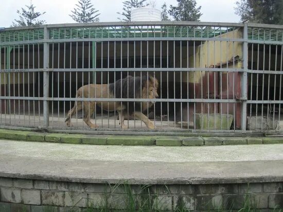 Зоо на улице. Enclosure in the Zoo. Enclosure for animals in the Zoo.