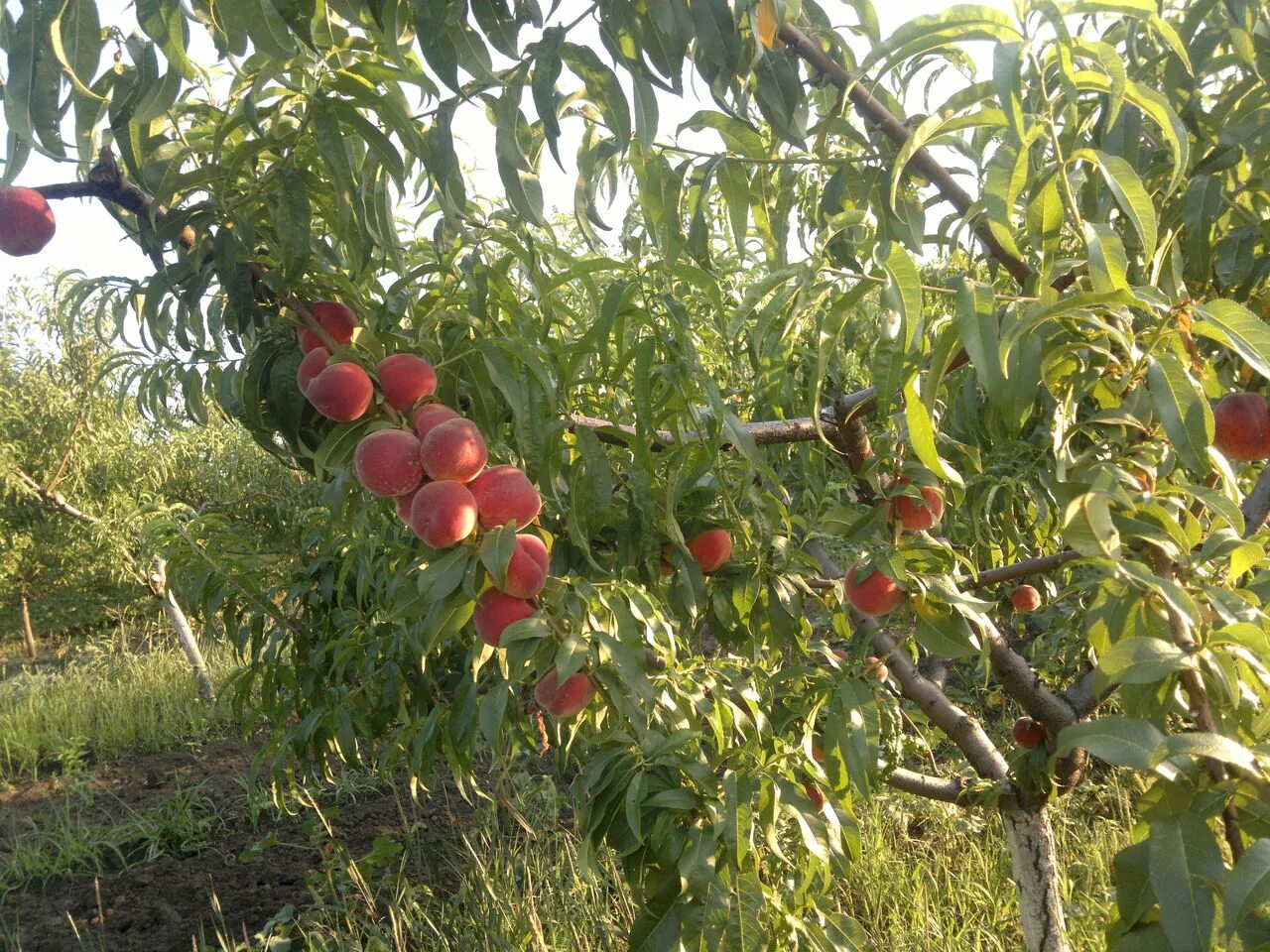 Сорт персика редхейвен фото. Дерево персик ред.хевнн. Персик Редхейвен. Персиковое дерево Редхейвен. Сорт персика Редхейвен.