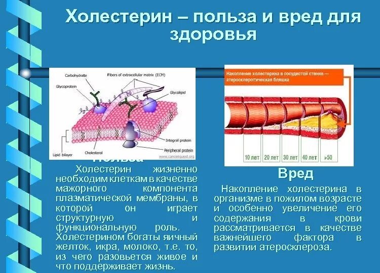 Холестерин вред и польза. Холестерин. Вредный холестерин. Польза и вред холестерина. Зачем нужен холестерин в организме.