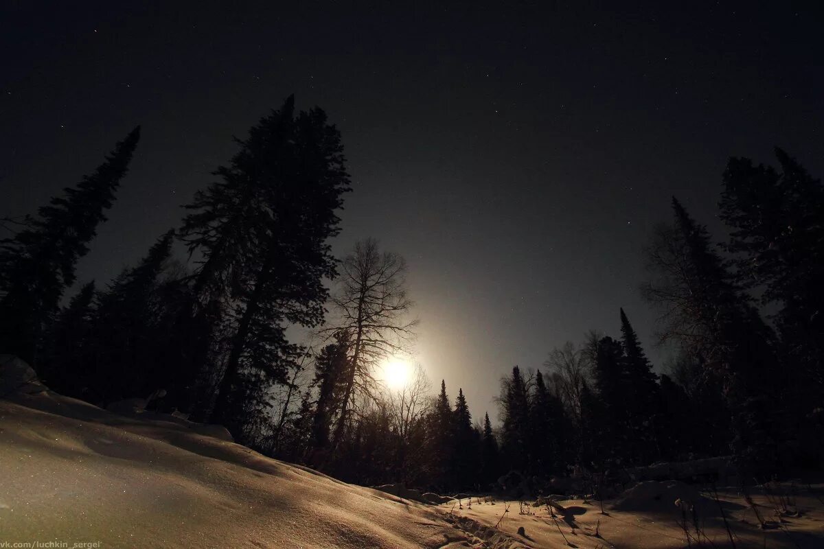 Зимний лес ночью. Какие ночи в тайге. Ночное небо. Тайга мистика. Ночной лес.