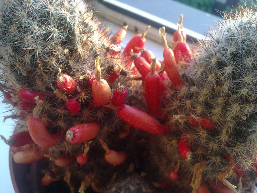 Опунция съедобная. Маммиллярия пролифера плоды. Опунция инжирная кактус. Плодоносящие кактусы. Кактус плодоносит.