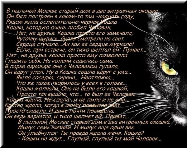 Стихотворение я кошка. Стихи про любимых кошек. Стих про бездомного кота. Стих про кошечку. Стихотворение я кошка.