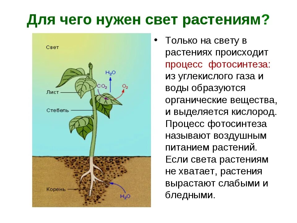 Для чего нужен свет растениям. Условия роста растений. Условия развития растений. Условия необходимые для жизни растений.