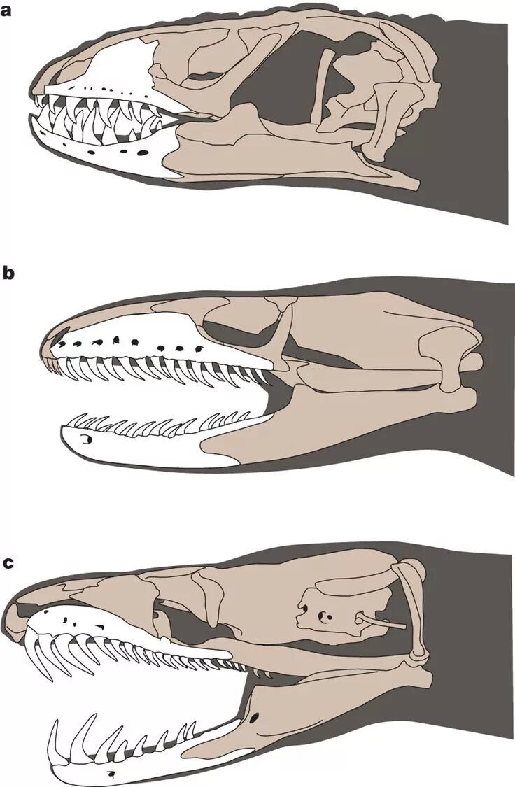 Челюсть рептилий. Строение челюсти неядовитой змеи. Строение челюсти питона. Челюсть ящерицы.