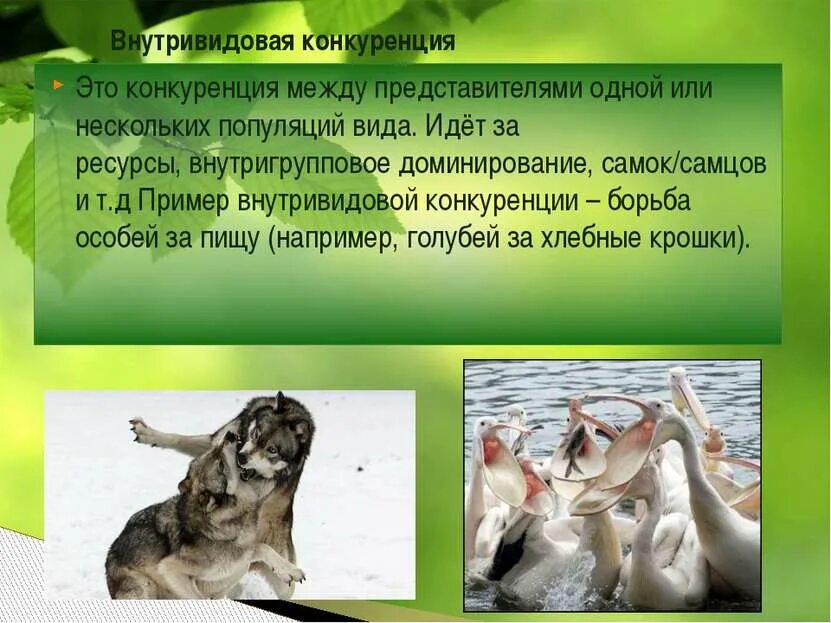 Борьба между особями одной популяции