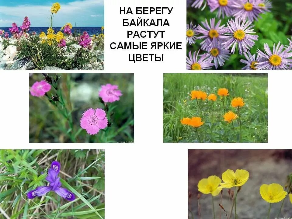 Растительный мир озера. Эндемики байкала растения. Тема недели растительный мир прибайкалья. Растительный мир прибайкалья для детей. Растительный мир прибайкалья.