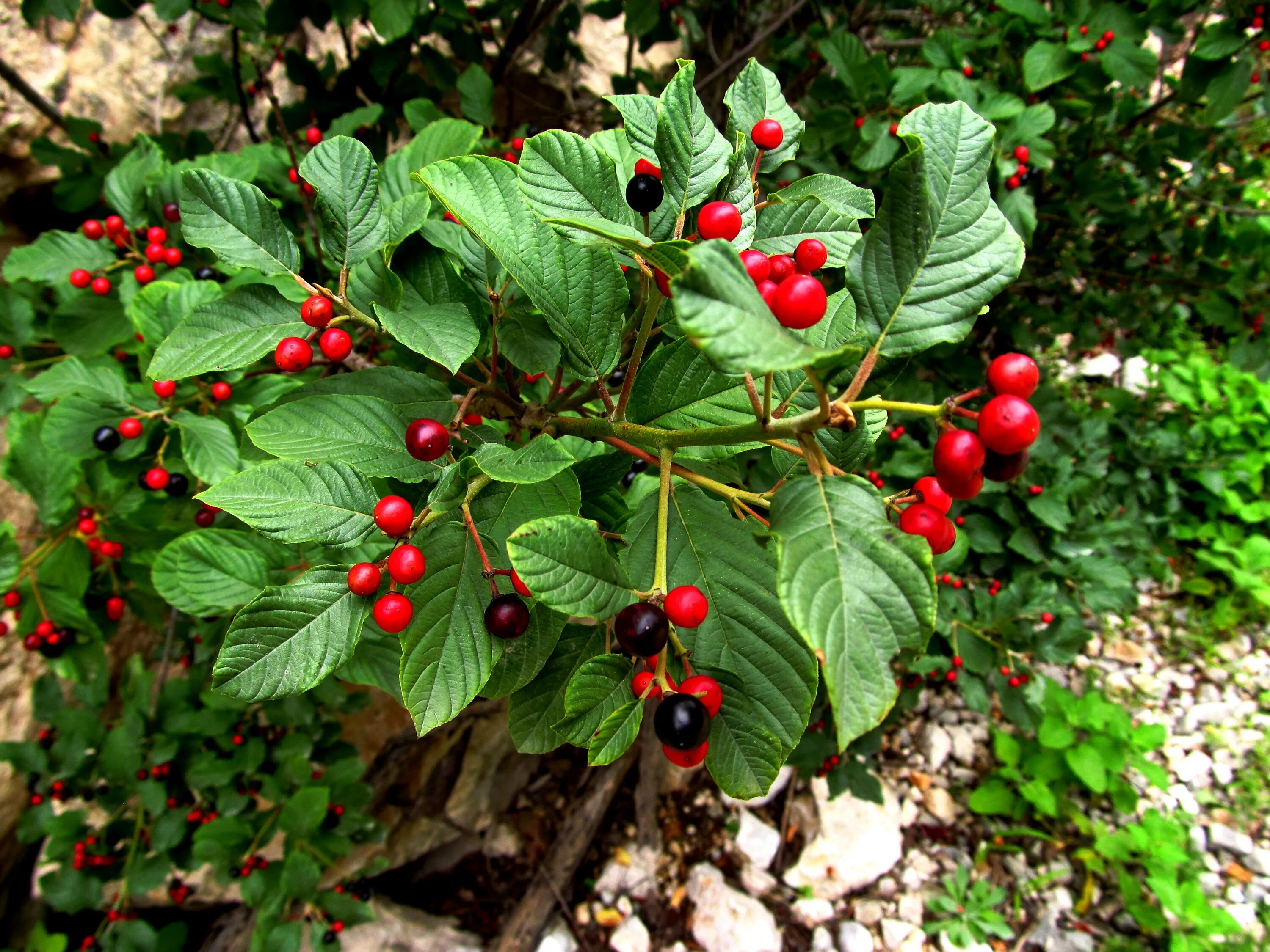 Крушина ломкая Frángula Álnus. Крушина ольховидная ягоды. Крушина ломкая (Frangula Alnus). Крушина ломкая Rhamnus Frangula.