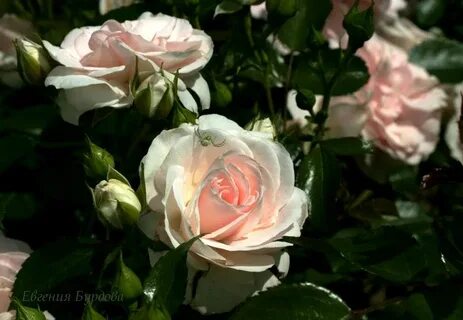 Rose ex